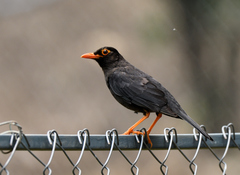 Turdus simillimus