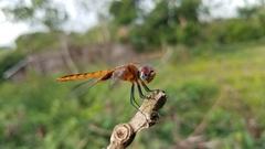 Urothemis