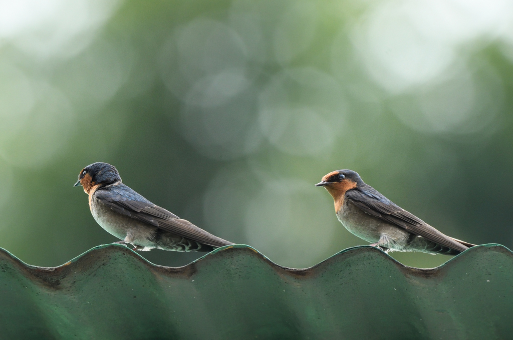 Hill Swallow photo