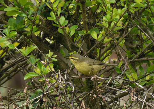 Tickell's Leaf Warbler (Phylloscopus affinis), photo 3