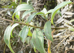 Tibouchina bipenicillata