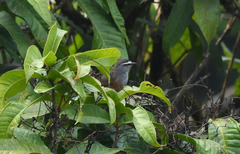 Montecincla fairbanki