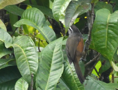 Montecincla fairbanki