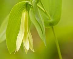 Uvularia perfoliata
