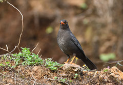 Turdus simillimus