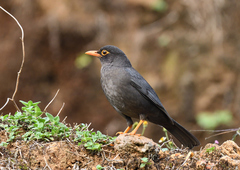 Turdus simillimus