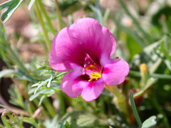 Diplacus kelloggii