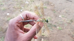 Anax tumorifer