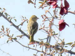 Ploceus velatus caurinus