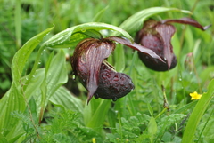 Cypripedium tibeticum