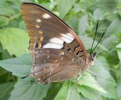 Charaxes cithaeron