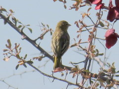 Ploceus velatus caurinus