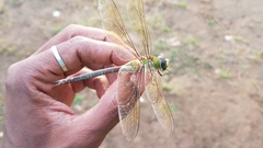 Anax tumorifer