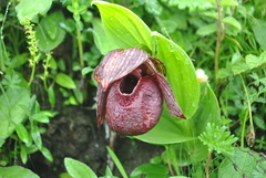Cypripedium tibeticum