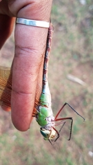Anax tumorifer