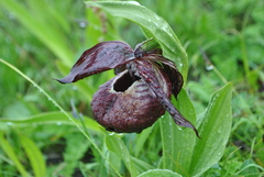 Cypripedium tibeticum