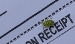 Tropidosteptes quercicola
