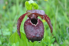 Cypripedium tibeticum