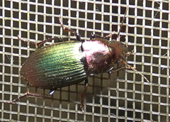 Neoaulacoryssus speciosus