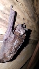 Mops leucostigma