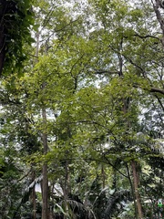 Bauhinia picta