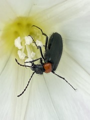 Lytta crotchii