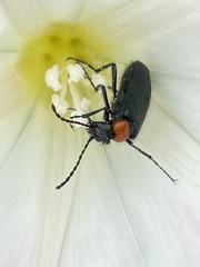 Lytta crotchii