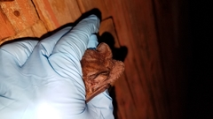 Mops leucostigma