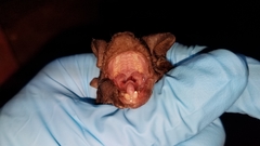 Mops leucostigma