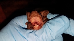 Mops leucostigma