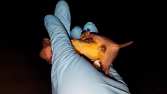 Mops leucostigma