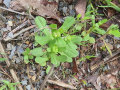 Valerianella nuttallii