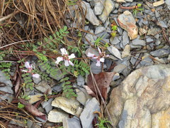 Astragalus distortus engelmannii