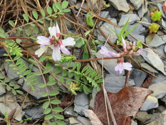 Astragalus distortus engelmannii