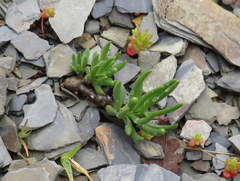 Phemeranthus calycinus