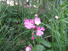 Silene dioica