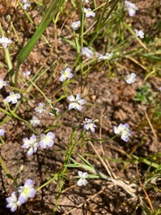 Downingia ornatissima