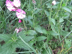 Silene dioica