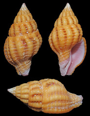 Peristernia reincarnata
