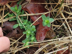 Hypericum pseudomaculatum