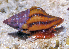 Peristernia reincarnata