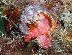 Peristernia reincarnata