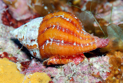 Peristernia reincarnata