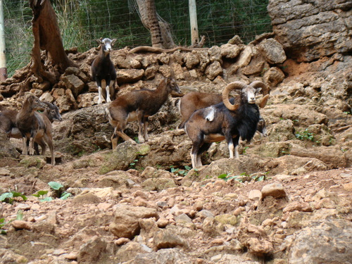 Ovis aries musimon