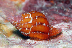 Peristernia reincarnata