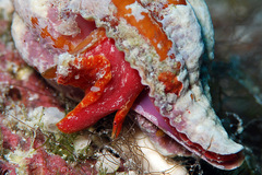 Peristernia reincarnata