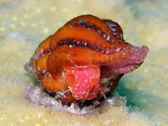 Peristernia reincarnata