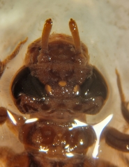 Hylogomphus apomyius