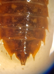 Hylogomphus apomyius