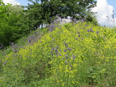 Sisymbrium polymorphum